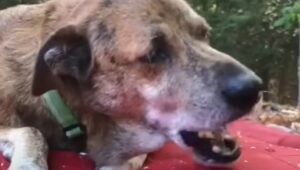 Il cagnolone Brickle vive una vita meravigliosa e ha dimenticato il dolore che ha vissuto (VIDEO)