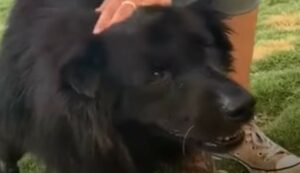 Il cagnolone Charlie era ferito e stanco, ma amore e cure lo hanno rimesso a nuovo (VIDEO)