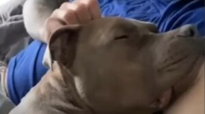 Il cagnolone Duke non avrebbe mai pensato che la sua vita sarebbe cambiata; la sua storia (VIDEO)