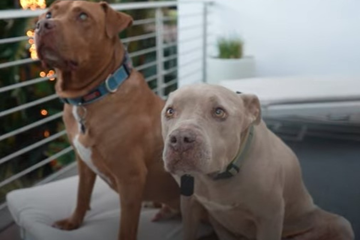 Il cagnolone Petey ha conosciuto l'amore grazie alla sua dolcissima ...
