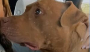 Il cagnolone Petey ha conosciuto l’amore grazie alla sua dolcissima famiglia (VIDEO)