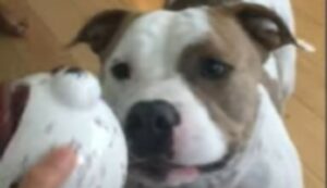 Il cagnolone Swanson è un perfetto cane di casa, ma un pessimo cane da guardia; la sua bella storia (VIDEO)