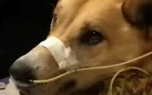 Il cagnolone Dagwood è vivo per miracolo e adesso ha ripreso di nuovo a sorridere; la commovente storia (VIDEO)