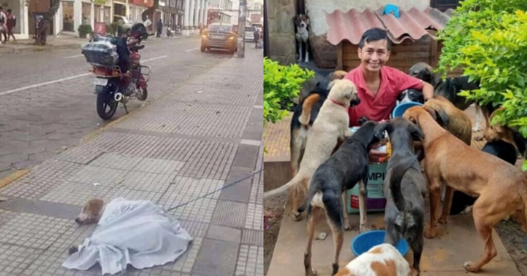 cane abbandonato sul ciglio della strada