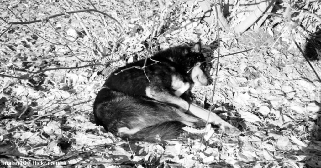 Maltrattamenti su un cane anziano