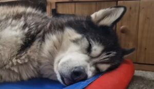 Il cane dormiglione Sherpa ottiene un dolce risveglio dal suo proprietario (VIDEO)