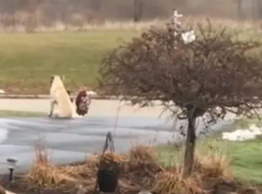 Cane gigante alla fermata dell'autobus