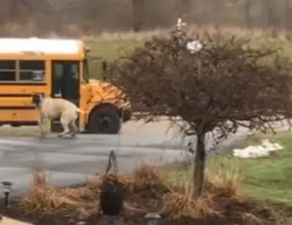 Cane gigante alla fermata dell'autobus