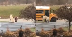 Cane gigante premuroso aspetta l’autobus con i suoi bambini umani per tenerli al sicuro (VIDEO)