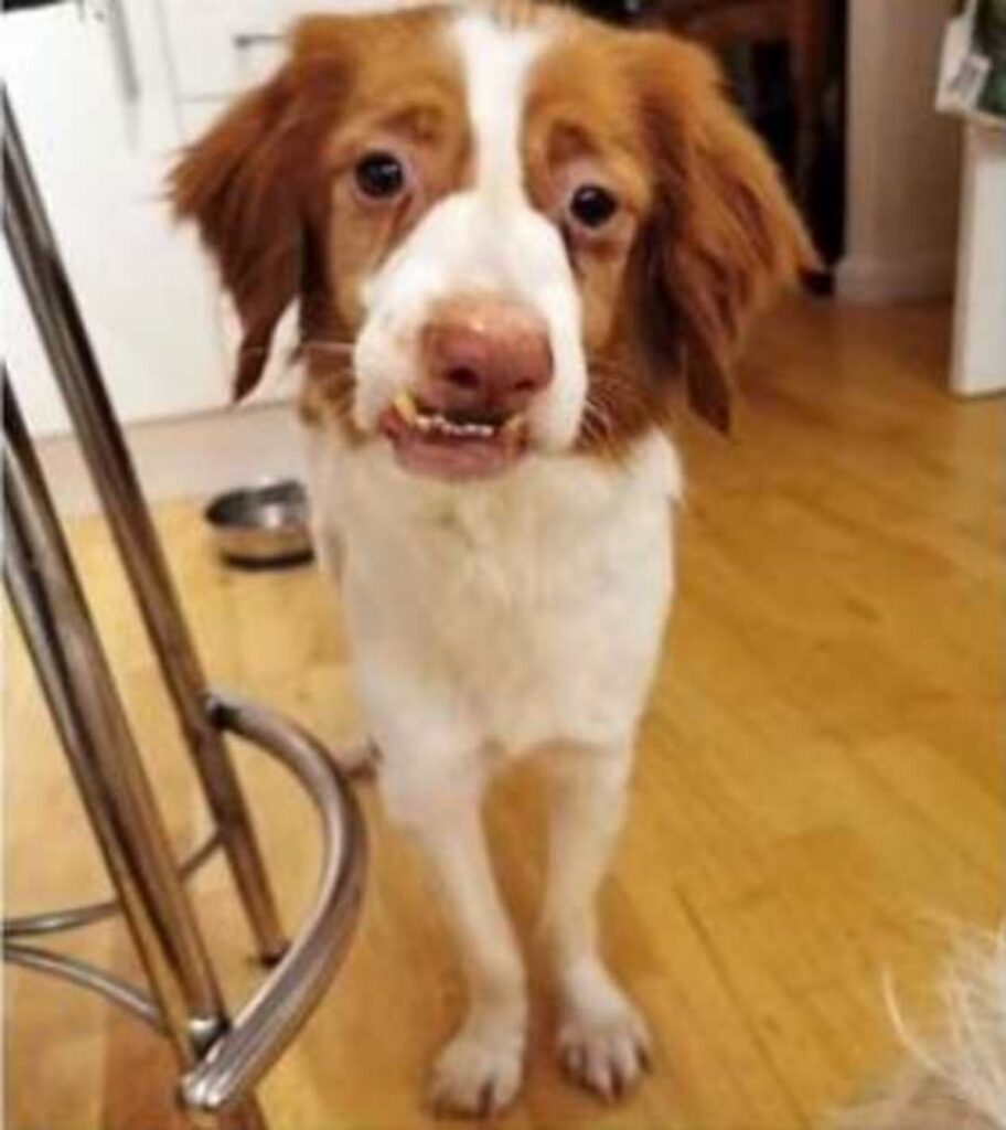 cagnolino maltrattato e malformato