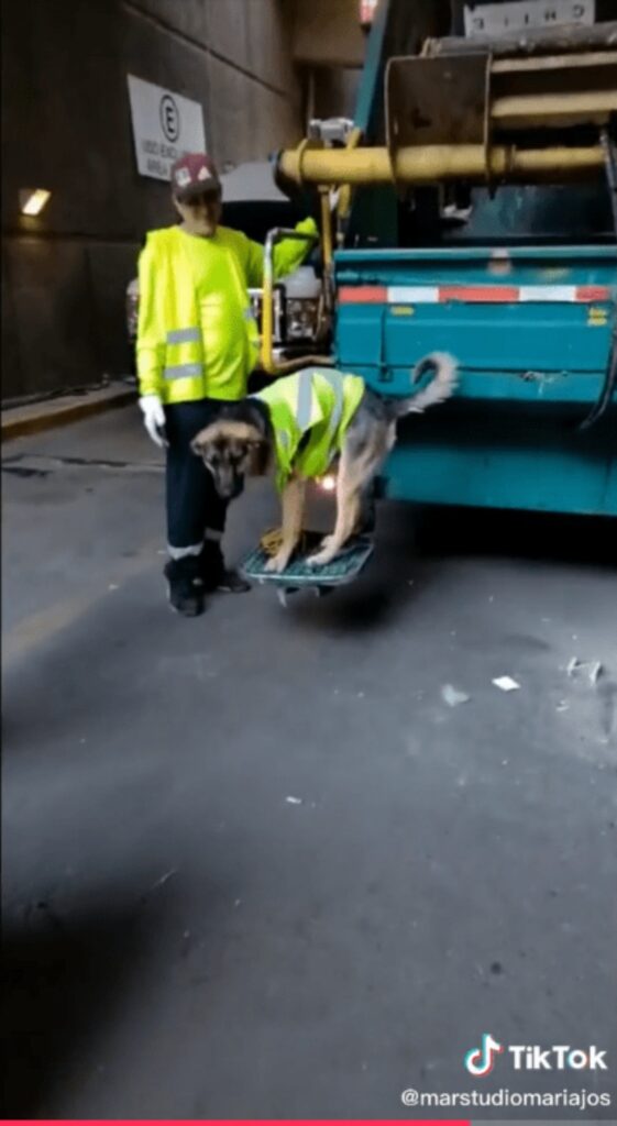 cane co divisa da netturbino