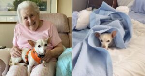 Una nonna di 100 anni trova la corrispondenza perfetta in un chihuahua  di 11 anni