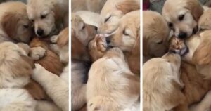 Sette cuccioli di Golden Retriever diventano amici di un gatto in un modo dolcissimo: la cosa più bella che vedrai oggi