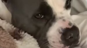 Il cucciolo Carl ha trovato la donna che gli ha cambiato la vita e che gli ha donato felicità (VIDEO)