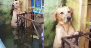 Labrador cucciolo abbandonato aggrappato a una finestra durante un’alluvione (Video)