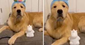 Golden Retriever ha paura del buio e gli comprano una lampada (VIDEO)