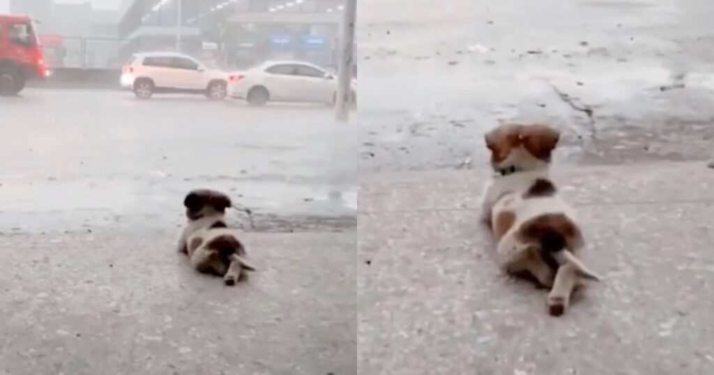 Cucciolo adora la pioggia