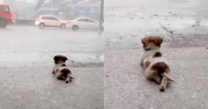 Cucciolo che ama la pioggia si siede con le gambe incrociate per guardarla meglio (VIDEO)