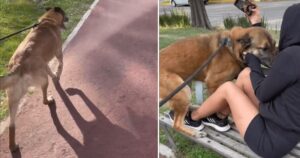 Ragazza si nasconde al parco e il suo cucciolo la riconosce dopo 6 mesi senza vederla