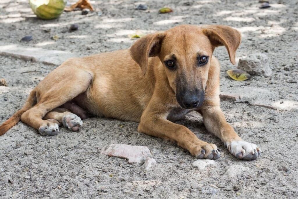 coppia da da mangiare agli animali randagi tutte le sere