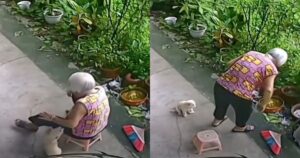 Dolce cucciolo si preoccupa per la sua padrona e le porge una sedia (VIDEO)