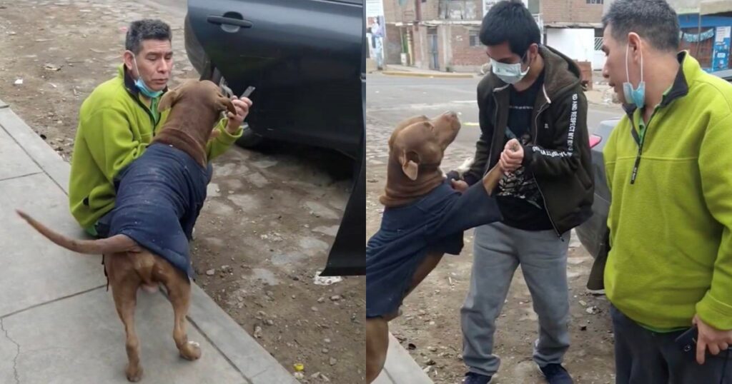 Drako il pitbull viene ritrovato dalla sua famiglia