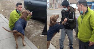 La famiglia del cagnolino Drako lo ritrova dopo mesi di ricerche (VIDEO)