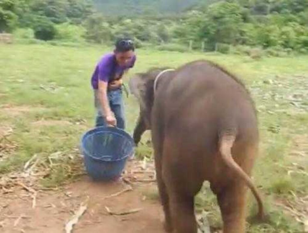 elefante ride e viene ripreso da una ragazza