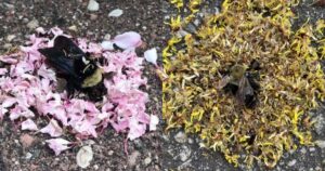 formiche organizzano funerale ad ape morta