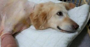 Labrador vuole essere ancora felice, nonostante abbia perso le sue gambe a causa di una storia terribile