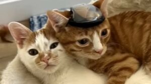 I gattini fratelli Otter e Bunny hanno dei bisogni speciali ma anche degli amici fantastici (VIDEO)