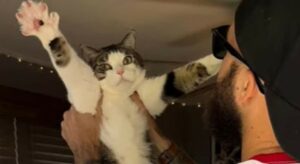 Il gattone Roswell ha un amore profondo per la barba dei suoi proprietari (VIDEO)