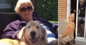 Golden Retriever anziano insiste a bussare alla finestra della sua vicina ogni giorno fino a quando lei reagisce