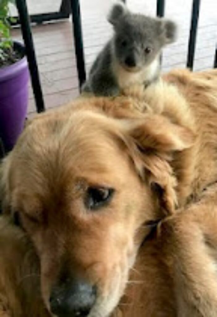 golden retriever salva un Koala scaldandolo con la pelliccia