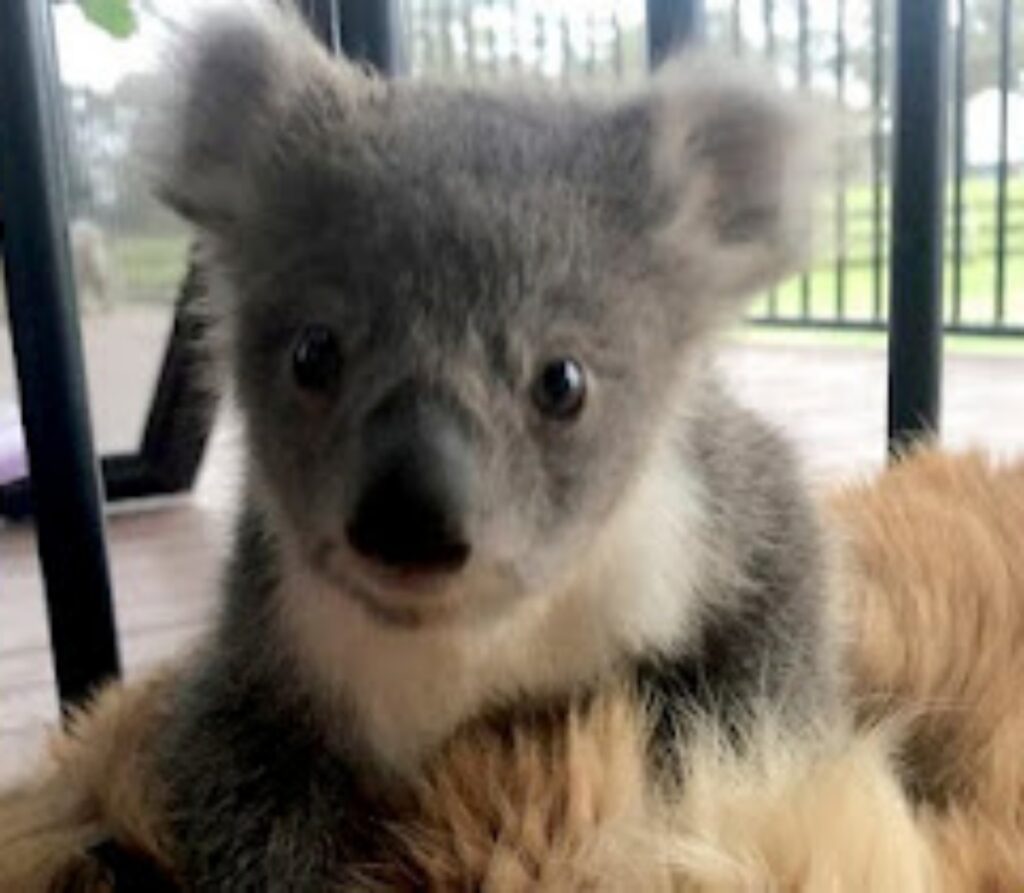 golden retriever salva un Koala scaldandolo con la pelliccia