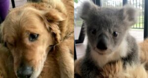 Golden Retriever salva un koala abbandonato tenendolo al caldo con la sua pelliccia