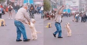 Cagnolino balla su due zampe con il suo padrone per la strada (VIDEO)