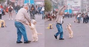 Cagnolino balla su due zampe con il suo padrone per la strada (VIDEO)