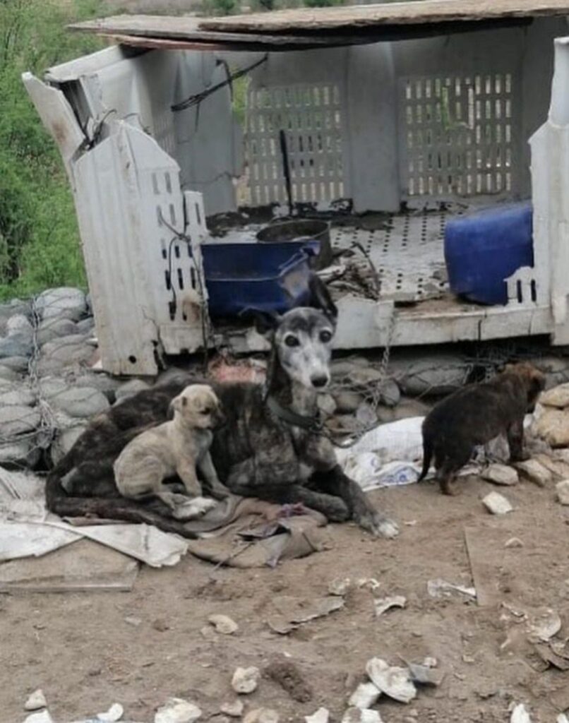 Cagnolina con i cuccioli incatenata ad una scatola di plastica