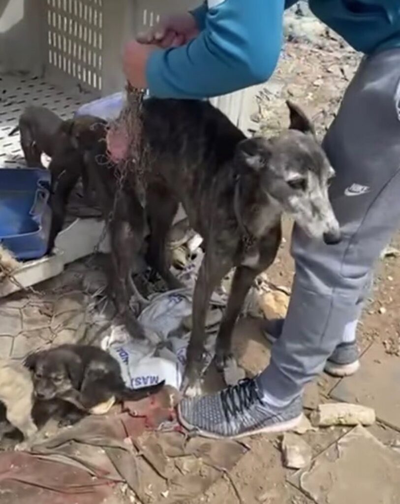 Cagnolina con i cuccioli incatenata ad una scatola di plastica