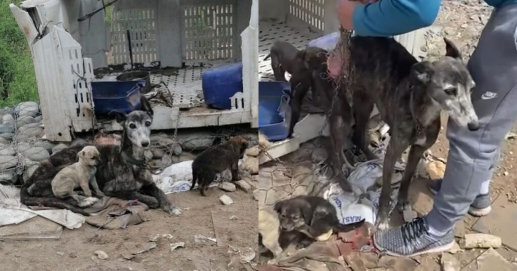 Cagnolina con i cuccioli incatenata ad una scatola di plastica