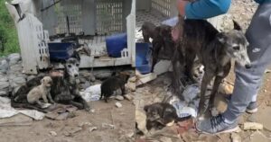 Cagnolina Incatenata a una scatola di plastica insieme ai suoi cuccioli