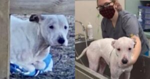 Cucciolo di cane stava andando lentamente in ipotermia. Corridore lo soccorre (VIDEO)