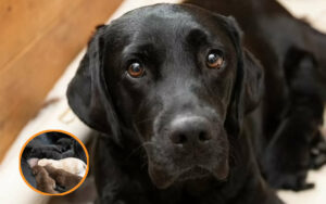 Labrador Retriever dà alla luce una rara cucciolata di diversi colori