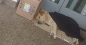 Labrador aspetta il suo proprietario fuori dall'ospedale per giorni