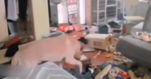 Labrador distrugge la casa della sua proprietaria mentre è in quarantena in un altro posto