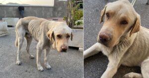 Labrador malato è stato salvato dalle strade ma il suo proprietario vuole fare causa a chi l’ha portato in canile