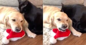 Labrador non sopporta che il gatto lo lavi: il suo è amore e odio