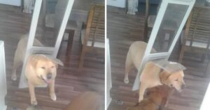 Labrador si incastra in una gattaiola: era convinto di poterci passare