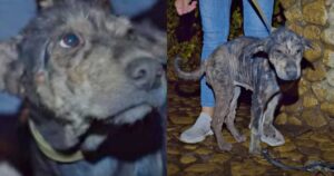 La triste storia della cagnolina Lada: quando viene soccorsa inizia a piangere (VIDEO)